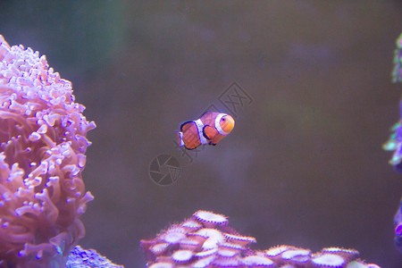 海洋生物小丑鱼水箱里的小丑鱼背景