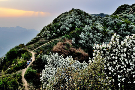 自然风光山间小路白鹃梅高清图片