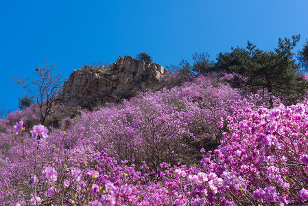 青岛大珠山春季风光背景