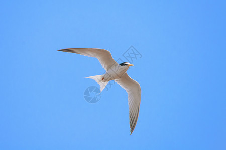 白额燕鸥动物日鸥高清图片