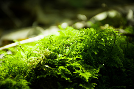 苔藓表面生长青苔背景