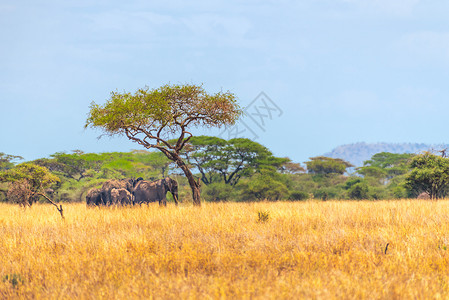 非洲景观非洲稀树草原下的象群背景
