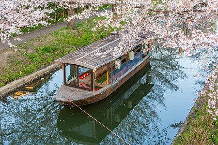 十五中全会日本京都十石舟舫樱花背景