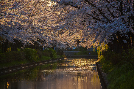 春河日本京都二十石舟樱花背景