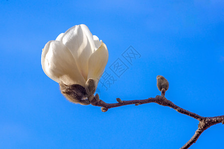 精美白色昙花玉兰花背景