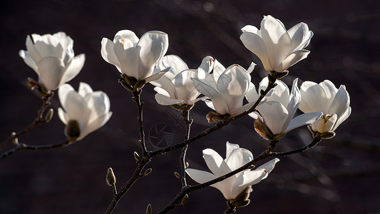 玉兰花粉红优昙花花蕾高清图片