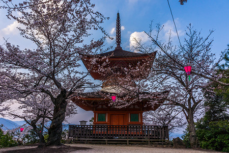 塔宫日本广岛严岛神社樱花背景