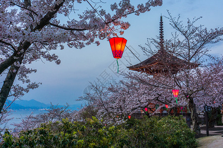 塔宫日本广岛严岛神社樱花背景