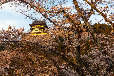 名古屋城堡日本名古屋犬山城樱花背景