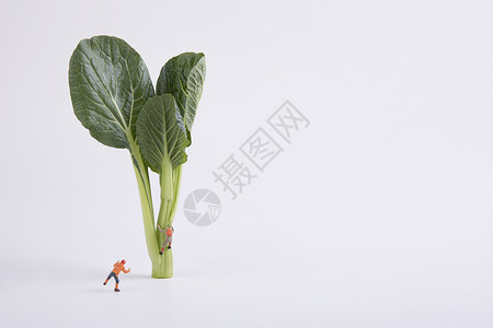 小青菜绿色蔬菜创意小人背景