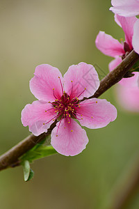 桃花盛开粉红花朵花枝高清图片