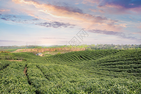 茶叶种植园茶文化高清图片素材