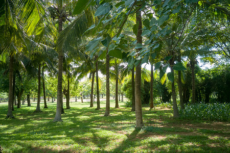 草丛中椰子树海南椰林风光背景