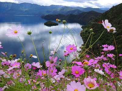 八瓣菊云南泸沽湖格桑花波斯菊背景