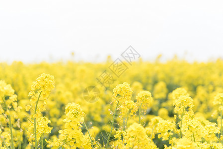 青岛西海岸生态观光园油菜花背景图片