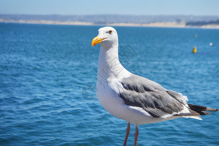 美国西部海鸥高清图片