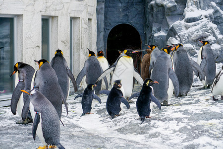 日本北海道旭川动物园企鹅高清图片