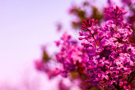 紫色丁香绽放的花朵背景