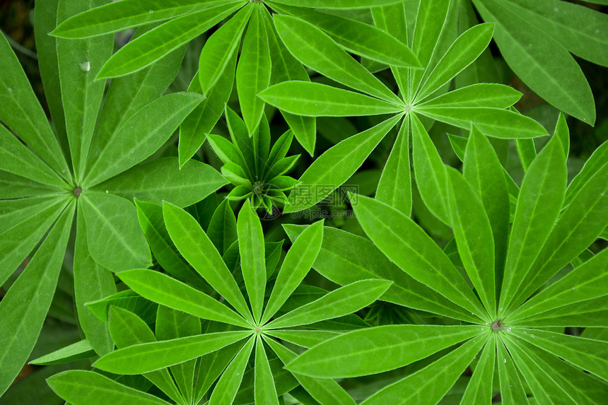 植物羽扇豆图片