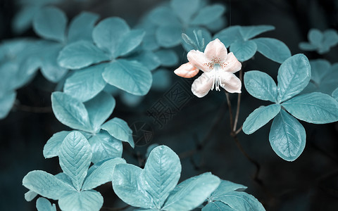 一朵杜鹃花一朵粉红色的杜鹃花背景