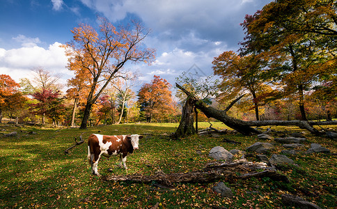 秋天风景自然美秋牛高清图片