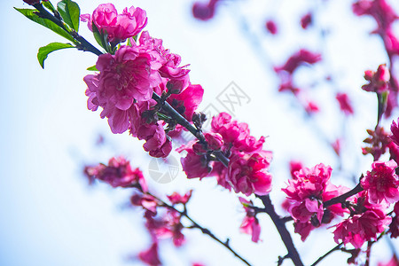 春天盛开的碧桃花背景图片
