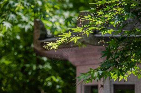 嫦娥与灯笼枫叶与中国古代建筑背景