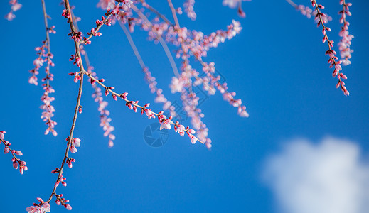 桃花花枝春天桃花摄影图背景