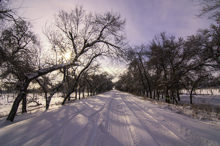 冬季雪景道路树木图片