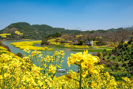 徽州油菜花春天的古徽州新安江山水画廊万亩油菜花开背景