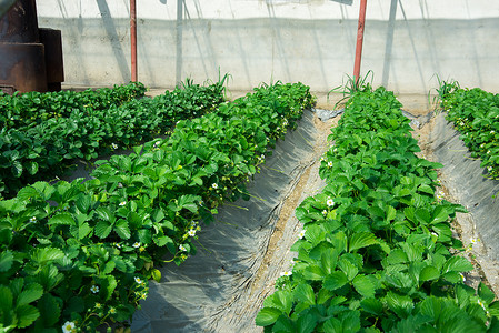 农业技术温室大棚草莓种植扶贫项目图片