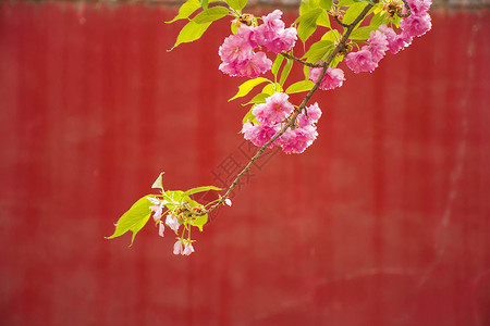 樱花图片