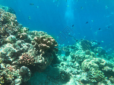 马来西亚仙本那海底鱼群背景图片