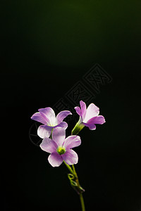 紫叶酢浆草背景图片