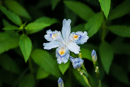 蓝色蝴蝶花美丽的蝴蝶花背景