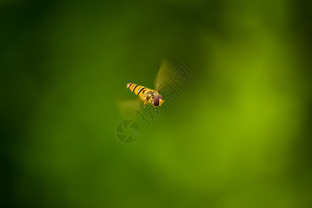 树叶飞舞飞舞中的蜜蜂背景