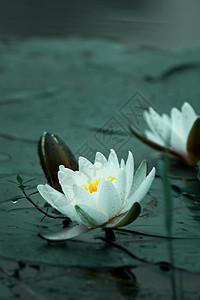 雨后的睡莲杭州莲花碗高清图片