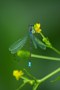 雨后的蜻蜓背景图片