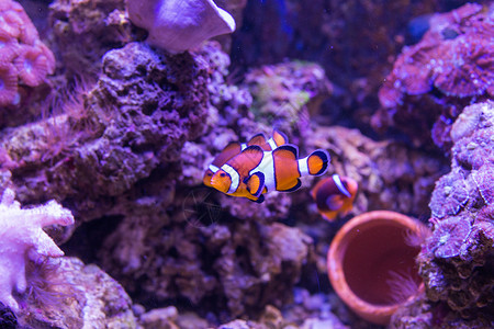 海洋生物小丑鱼海底小丑鱼背景