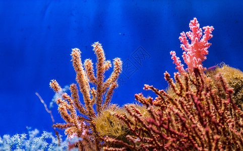 美丽的海底珊瑚礁背景图片