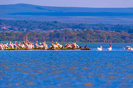 奈瓦沙湖的鹈鹕群背景图片