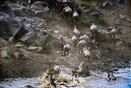 肯尼亚动物大迁徙图片
