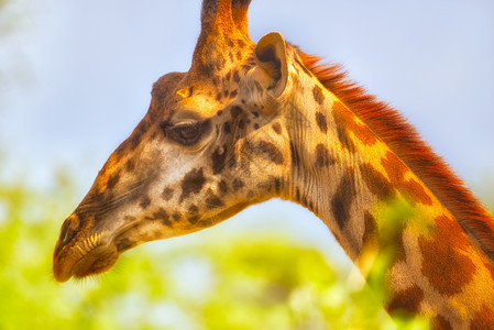 动物头部素材长颈鹿头部特写背景