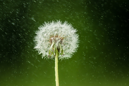 绿色清新蒲公英雨中的蒲公英背景