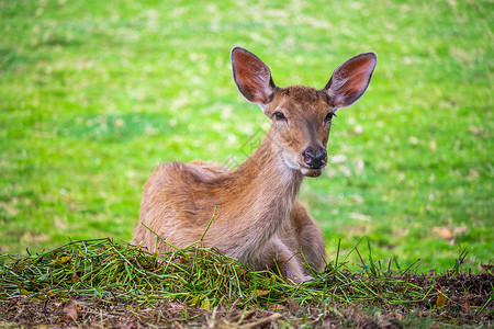 梅花鹿鹿科动物界高清图片