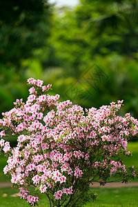 红杜鹃鲜红杜鹃花背景