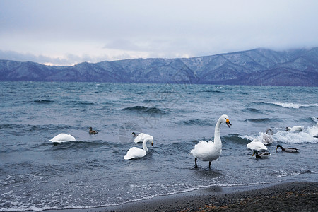 屈斜路湖日本北海道野生天鹅背景