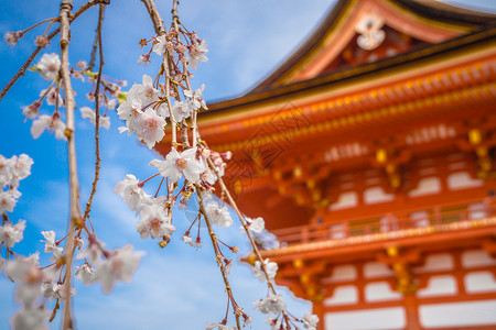 蓝色经典日本京都清水寺春季樱花背景