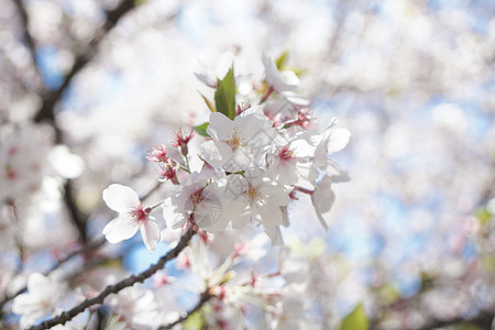 日本樱花季节图片