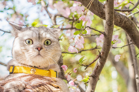 搞笑猫咪猫咪和樱花高清图片
